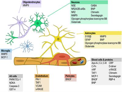 Acute Stroke Biomarkers: Are We There Yet?